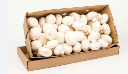 Picture of MUSHROOM BOX EACH
