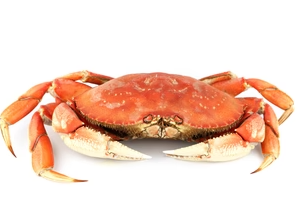 Picture of CRAB WHOLE 1.5LB